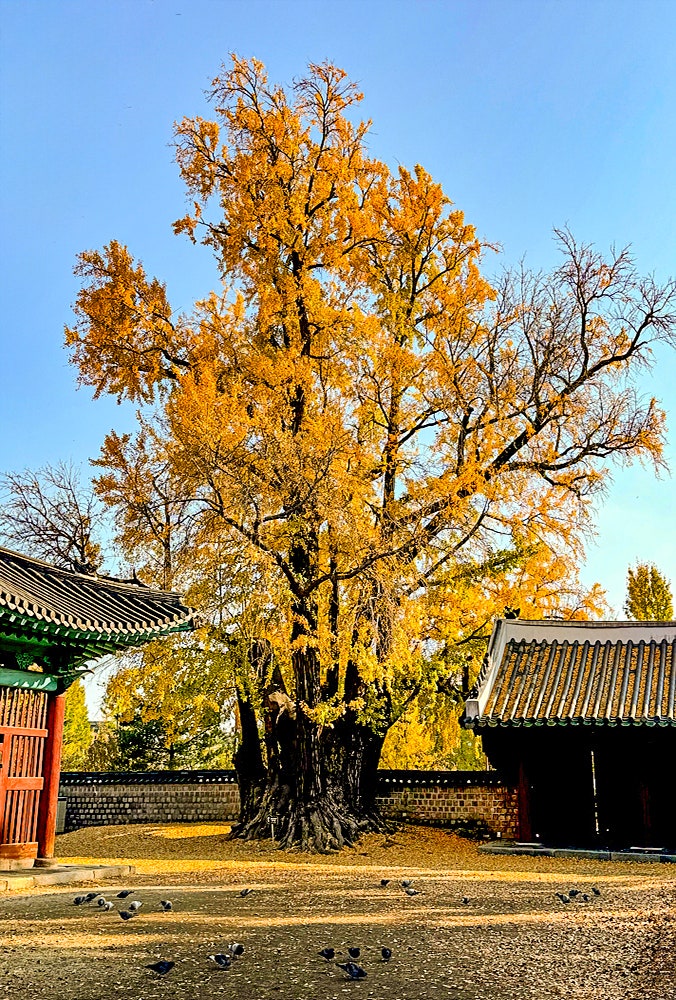 서울문묘(성균관대 명륜당) 은행나무가 있는 풍경