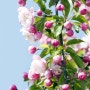 아름다운 꽃과 앙증맞은 열매 로즈벨 사과나무 묘목 분재 화분