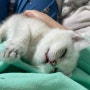2개월 아기 고양이 허피스 극복기: 다묘가정 겨울철 감기 그리고 막내 메이 이야기