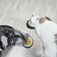 고양이가수분해간식 펫생각으로 건강지키기