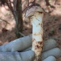 추운 혹한기에 새로 올라온 겨울 송이버섯
