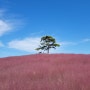 경기도 안성 아이와 가볼만한 곳 ㅣ 핑크뮬리와 코스모스가 인상적이었던 안성 팜랜드