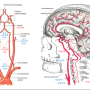 뇌혈관의 구조 및 부위