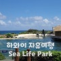 하와이 자유여행 렌트카 없이 35개월 아이랑 씨라이프파크(Sea life park) 셔틀버스 이용후기 (feat. 하얏트리젠시 와이키키)
