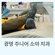 광명 주니어 소아 치과, 어린이 크라운치료했어요(치아보험 서류)