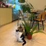 [성수] 귀여운 고양이들이 있는 성수고양이카페 코스모스상점