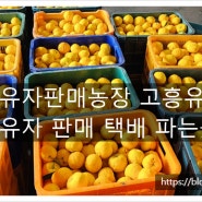 고흥 유자판매농장 고흥유자 수확 유자 판매 파는곳
