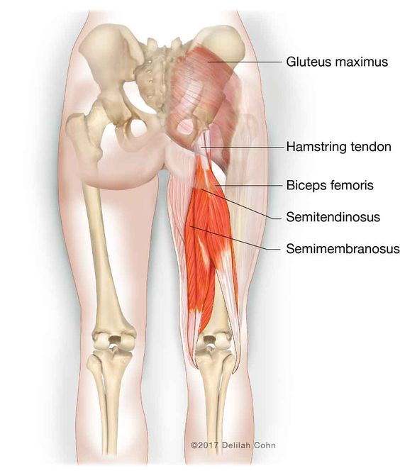 반건양근 / Hamstring Semitendinosus / Origin - Insertion - Action : 네이버 블로그