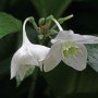 우아한 흰색 꽃이 피는 유카리스 아마조니카 (Eucharis amazonica)