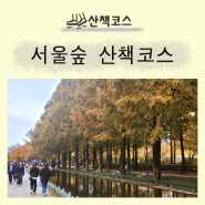 서울숲 산책코스(응봉역~용비교~서울숲 은행나무길)가을 정취 느끼기