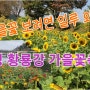 가을꽃 보려면 일루 와~/장성 황룡강 가을꽃축제