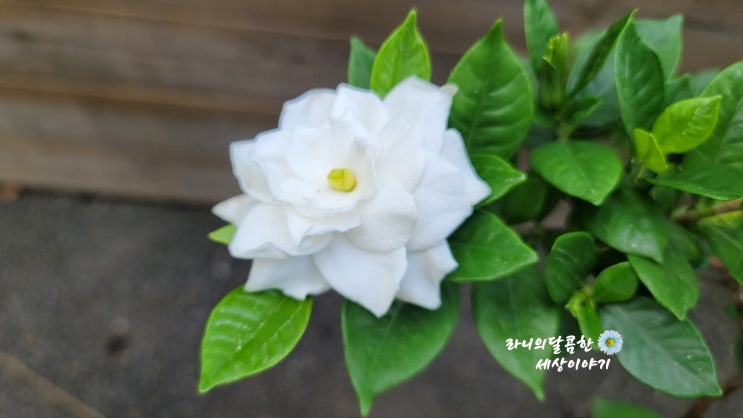 향기좋은 꽃,치자꽃 꽃치자 다른가? 치자열매 효능 치자나무 키우기(꽃말) : 네이버 블로그