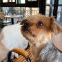 포항 이색 카페 : 귀여운 강아지 고양이와 힐링했던 포항 라쿤 카페 라미닥