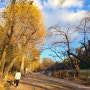 서울 어린이대공원 능동 단풍 낙엽 겨울 걷기 좋은길 , 운영시간 체크!