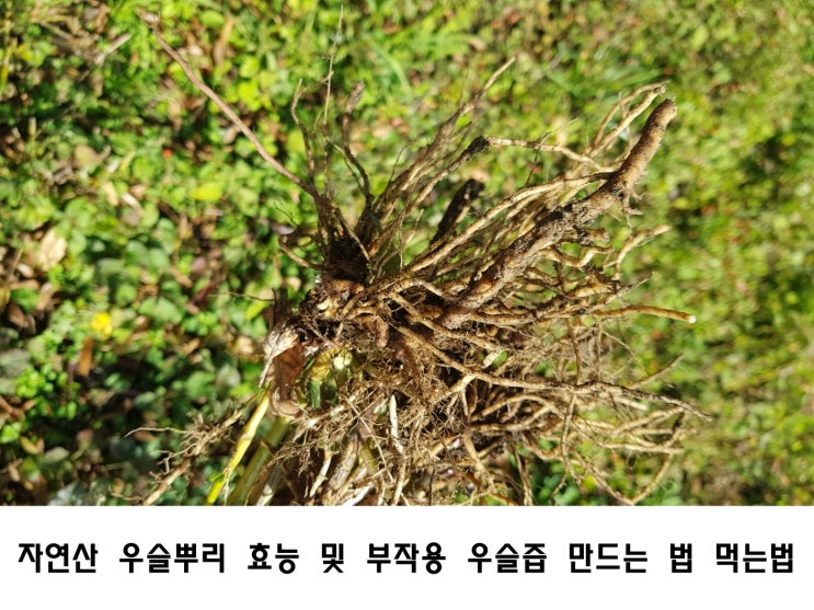 자연산 우슬뿌리 효능 및 부작용 우슬즙 만드는 법 먹는법 : 네이버 블로그
