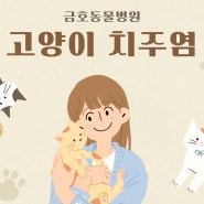 [광주 치과 동물병원, 고양이 치주염, 고양이 발치] 구내염과 치주염은 달라요.