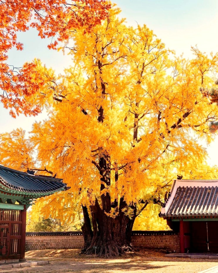 서울 가을 단풍명소 문묘 와 성균관대학교 명륜당 은행나무