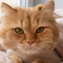 고양이와 암(종양의 증상 진단 치료 관리 예방)
