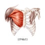예쁜 쇄골 라인과 꽉찬 가슴근육을 위한 윗가슴운동