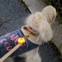 강아지 LED 목걸이, 안전한 야간산책 위한 네이버펫 페스룸 클립 진드기 방지도 굿