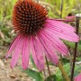 약용식물! 자주천인국 Echinacea purpurea 에키네시아