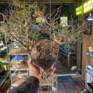 11월 넷째주 신규 식물 업데이트 - 플랜트오하누서울 답십리 성수 가볼만한 곳 아프리카괴근식물