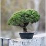 지앤숍 입고식물 90🦋 - 진백 향나무 분재 Juniperus chinensis Var. Sargentii 중품