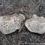 흰굴뚝버섯(사진&채취: 천산법사 2023/10/19 팔공산)