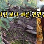 고관절 괴사와 골다공증, 온갖 통증을 없애는 골쇄보 법제방법