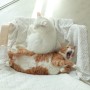 다묘가정 고양이 일상: 겨울 전 마지막 발라당 쩍벌냥 모음