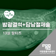 13살 말티즈 담낭절제, 방광결석 - 풍무동24시 동물병원