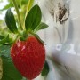(치유농장)딸기수확체험은12월첫째주부터 진행합니다
