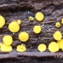 황색황고무버섯 - Bisporella citrina(Calycina citrina)