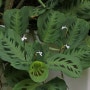 잎이 매력적이어서 관엽식물(觀葉植物)로 기르는 마란타(Maranta)