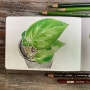 스킨답서스 식물일기 색연필그림그리기