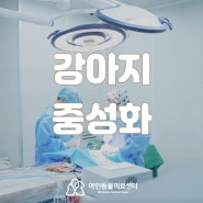 송도동물병원 강아지 중성화 배꼽탈장