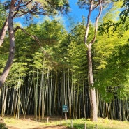 부산 가볼만한곳 아홉산숲 걷기좋은 대나무숲
