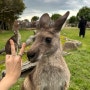 호주 멜버른 |1st day_ batty's buger, 시티 구경, 마루동물원, 필립아일랜드