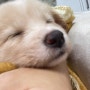 포인핸드 입양 방법 유기견 입양 후기 강아지는 사랑