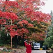 인천 단풍, 연희자연마당의 가을.2