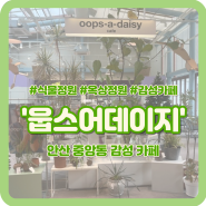 [안산 중앙동] 식물정원이 있는 감성카페 ‘웁스어데이지' 롯데백화점 안산점 내돈내산 후기