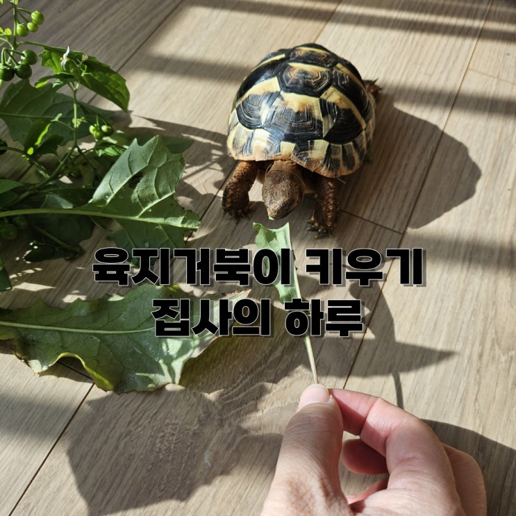 육지거북이 키우기: 사육장 , 먹이, 크기 : 네이버 블로그