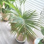 아파트 베란다 정원 반려식물로 멋진 공기정화식물인 아레카야자 키우기