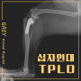 강아지 TPLO 십자인대파열 십자인대수술비용 CTWO 절골술 십자인대수술 위례동물병원 성남동물병원 하남동물병원 경기도광주동물병원 외과동물병원 수술전문동물병원 그레이동물병원