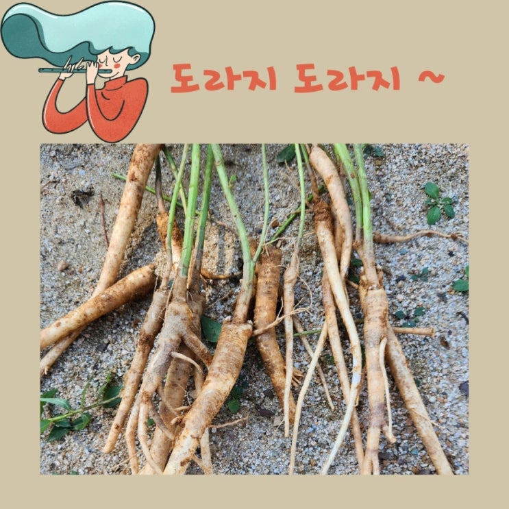 도라지 파종 시기, 파종 방법, 관리(재배)방법, 수확 시기 : 네이버 블로그