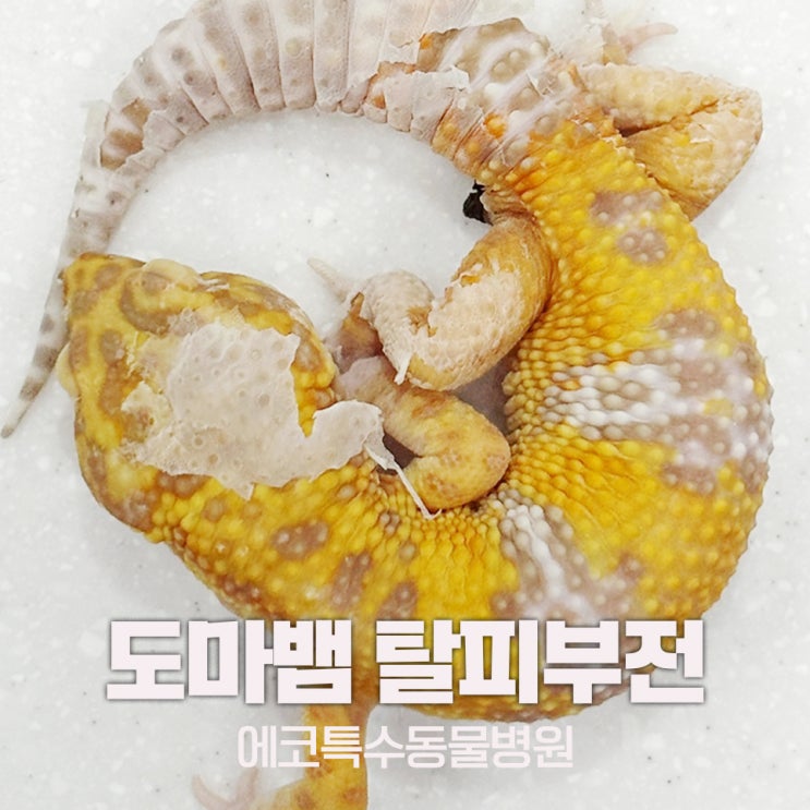 도마뱀 탈피 부전, 탈피 불량 예방하는 방법! : 네이버 블로그