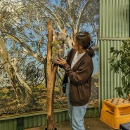 11월 호주 시드니 자유여행 페더데일 동물원 후기 & 직접 가는 방법 & 야생동물 공원 입장권 정보, 쿼카를 볼 수 있는 곳!