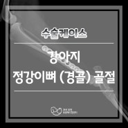 강아지 정강이뼈(경골) 골절 수술적 치료 _ 대전 강아지 골절 전문 동물병원