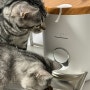 고양이급식기 포먼트우디 스마트 자동급식기 사용방법 솔직후기