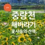 중랑천 산책/물멍/독서